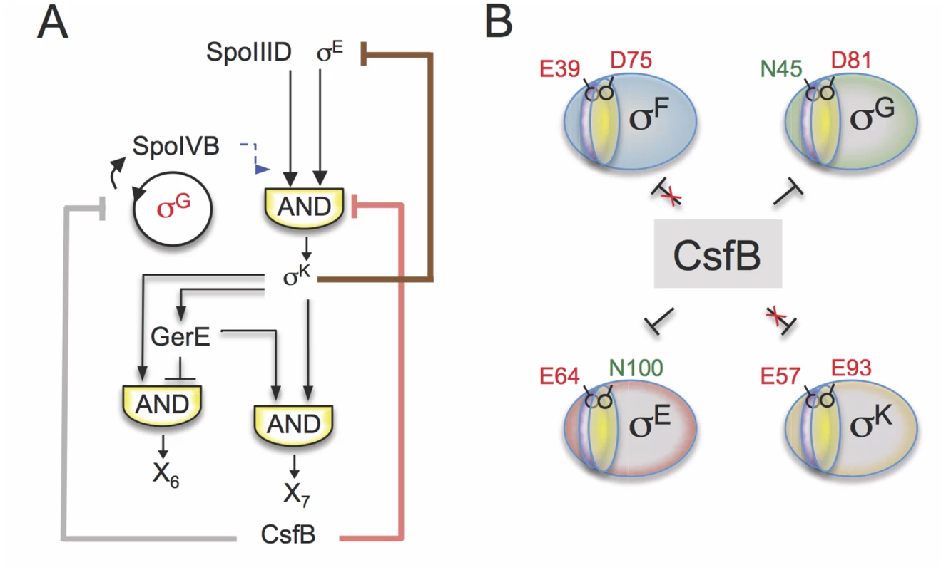 Model for the functions of CsfB.