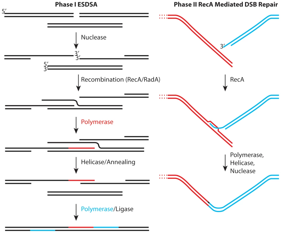 Two stages of genome reconstitution in <i>Deinococcus radiodurans</i>.