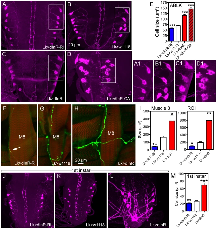 Manipulations of insulin receptor (dInR) levels alter size of the larval LK neurons in abdominal ganglia only.