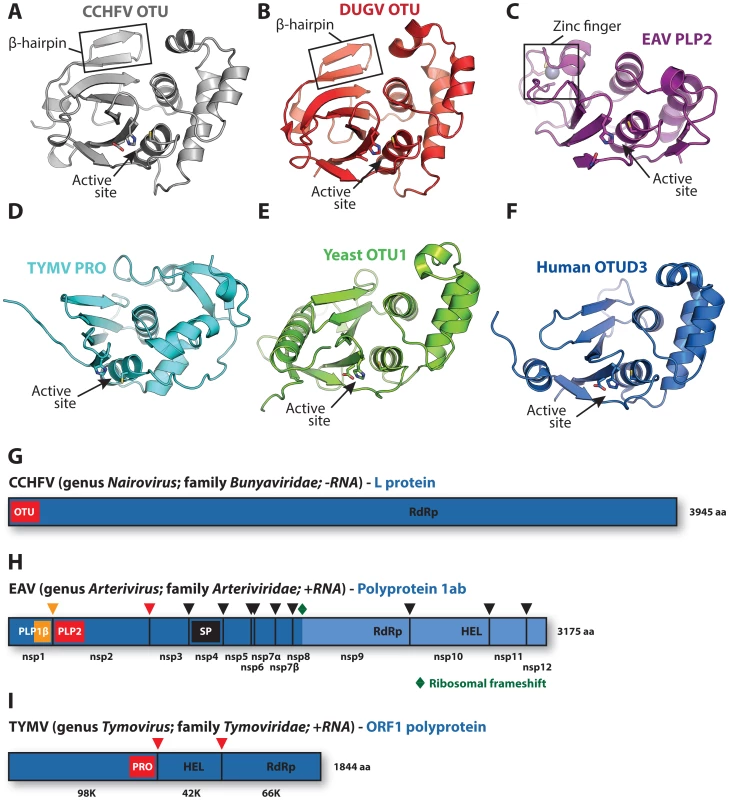 Viral and eukaryotic OTU domain structures and viral protein context.