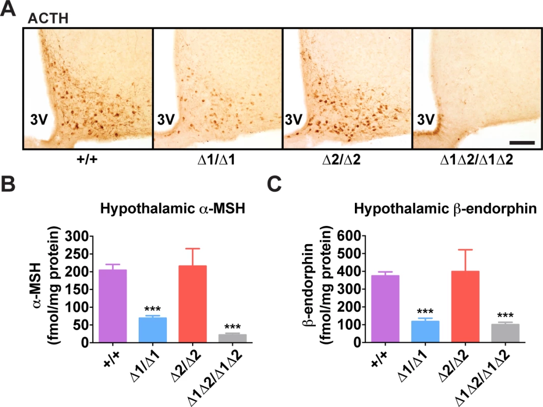 Hypothalamic POMC-derived peptides in nPE mutant mice.