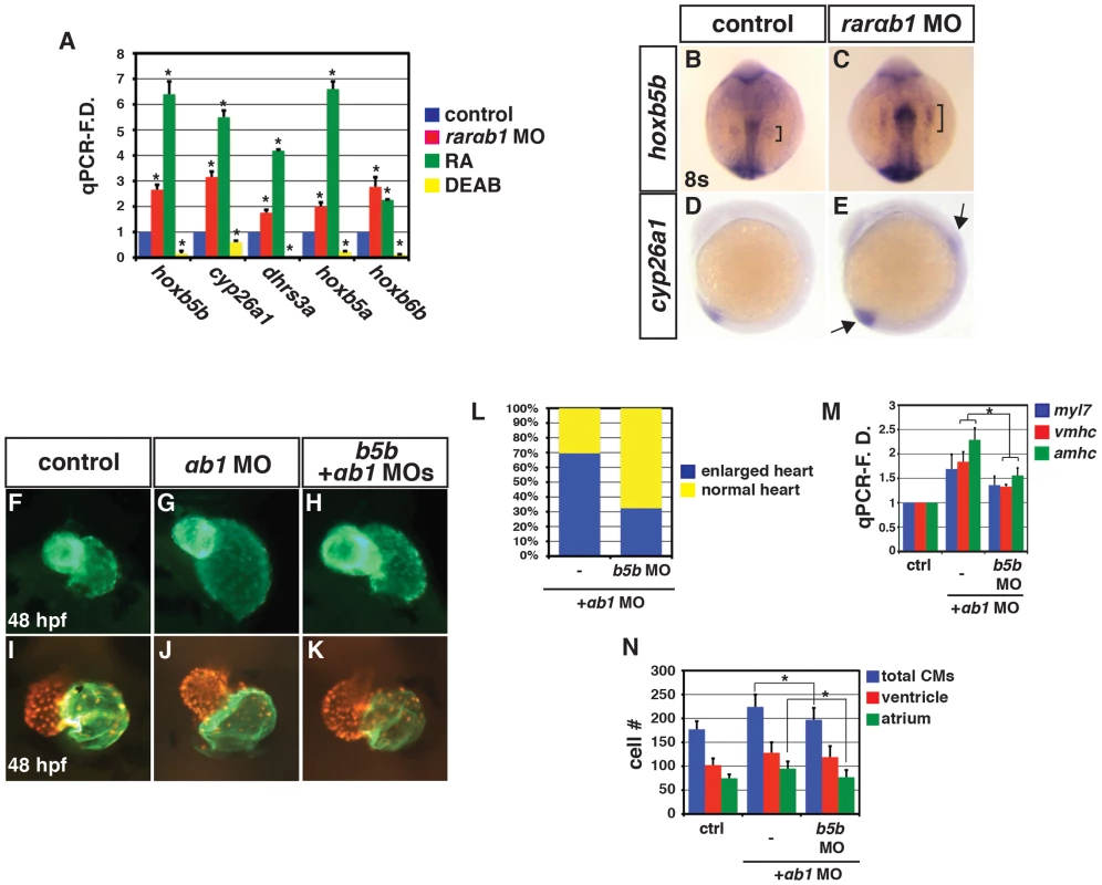 RARαb1 deficient embryos have increased expression of RA signaling responsive genes.
