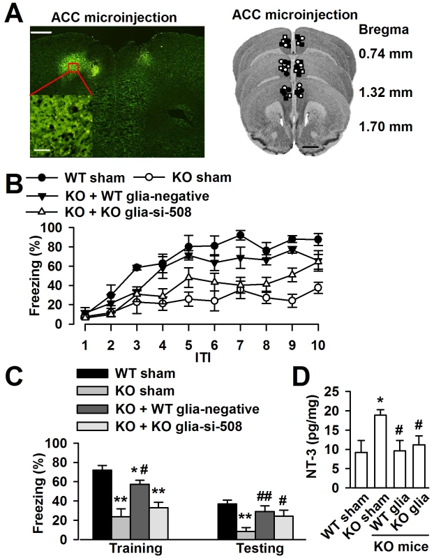 Down-regulation astrocyte-derived NT-3 <i>in vivo</i> reversed the trace fear memory of <i>Fmr1</i> KO mice.