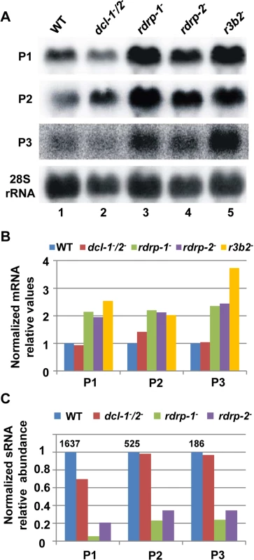 The <i>rdrp</i>-dependent <i>dicer</i>-independent RNA degradation pathway regulates gene expression.
