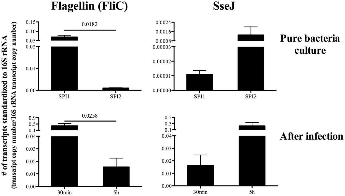 Differential regulation of bacterial Flagellin (FliC) and SseJ in vitro and in vivo.