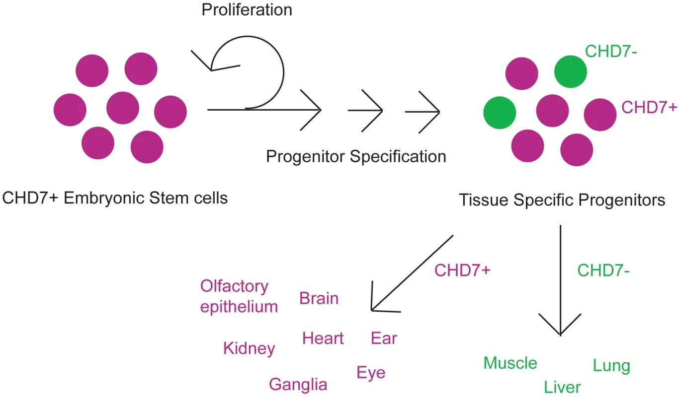 Cartoon schematic of CHD7 roles in cellular proliferation and/or differentiation.