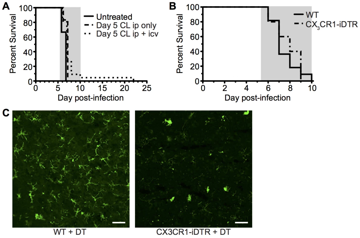 Depletion of systemically and perivascularly located phagocytic cells from day 5 p.i. does not prevent ECM.