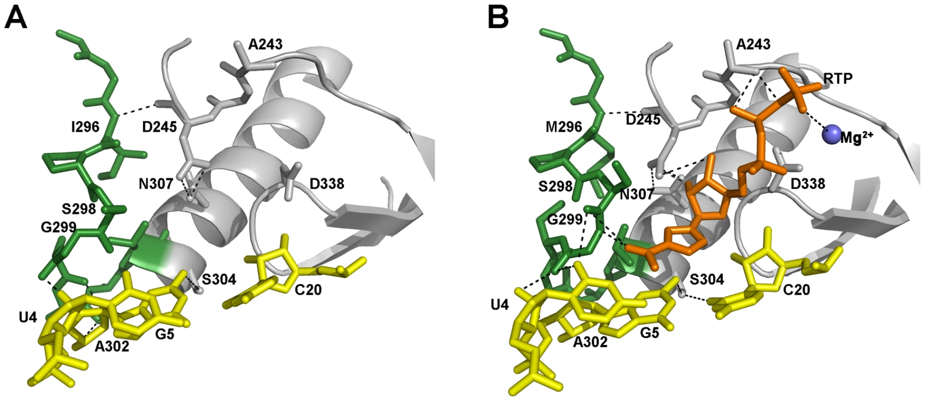 The structure and interactions of the FMDV 3D active site in two different complexes.