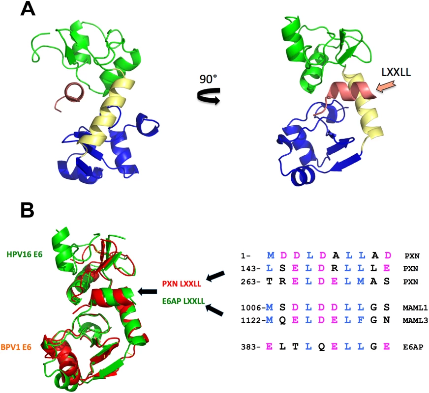 E6 structure and LXXLL interactions.