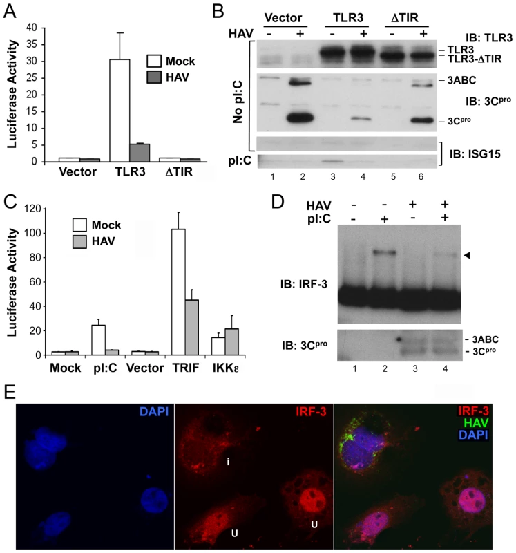 HAV inhibits TLR3 signaling prior to IRF-3 phosphorylation and nuclear translocation.