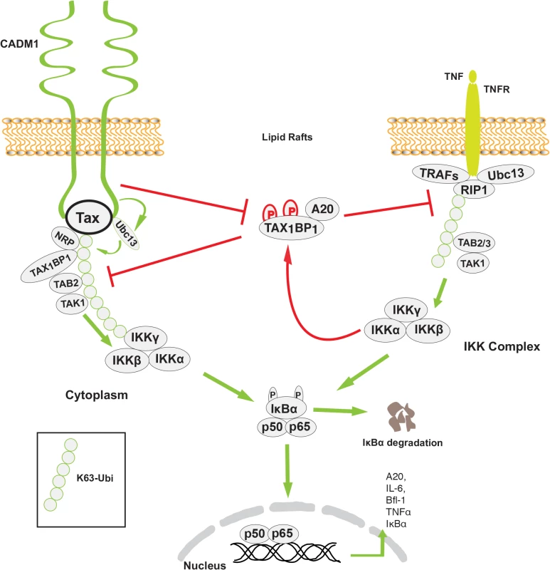 Model of the role of CADM1 in Tax-mediated NF-κB activation.