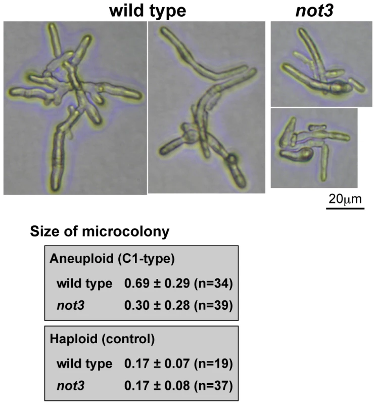 Comparison of C1-type microcolony size in wild-type and <i>not3</i> mutant.