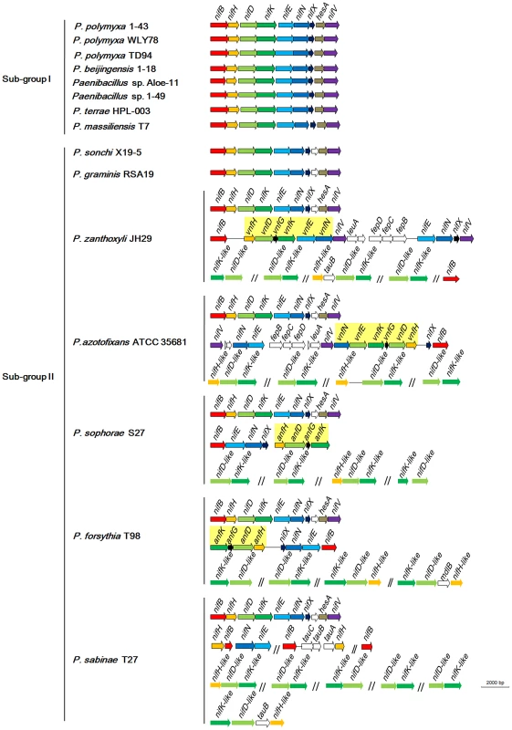 Organization of <i>nif</i>, <i>vnf</i>, <i>anf</i> and <i>nif</i>-like genes in N<sub>2</sub>-fixing <i>Paenibacillus</i> strains.