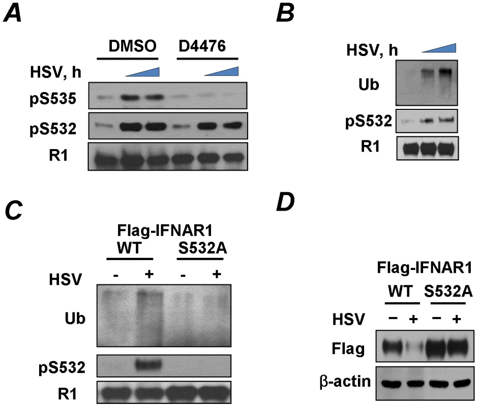 HSV induces priming phosphorylation-dependent ubiquitination and downregulation of IFNAR1.
