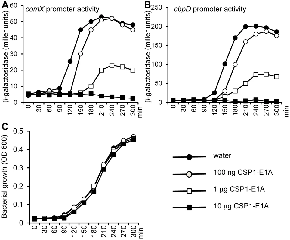 CSP1-E1A delays and inhibits the spontaneous development of competence in <i>S. pneumoniae</i> in a concentration-dependent manner.