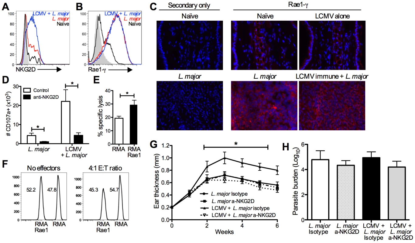 CD8 T cells induce immunopathology through engagement of NKG2D.