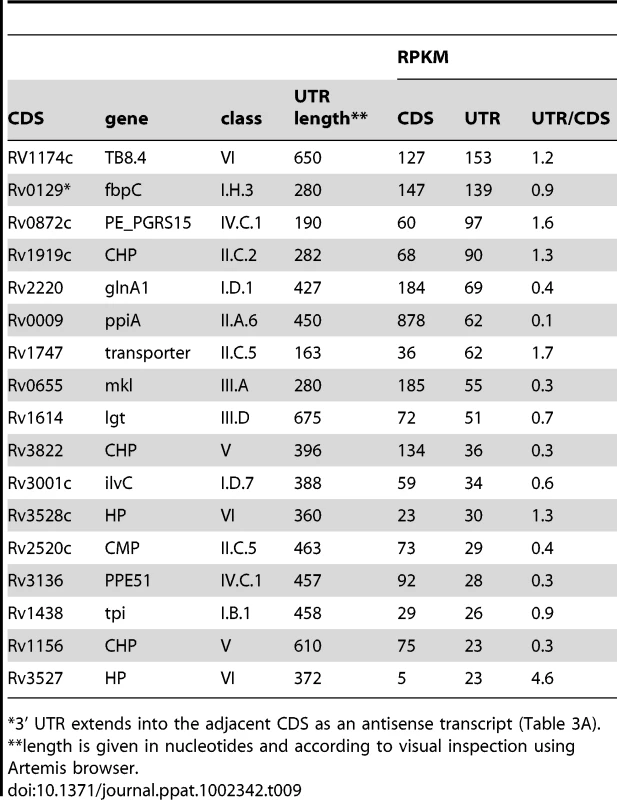 Ranking of most abundant 3’ UTRs in intergenic regions in exponential phase.