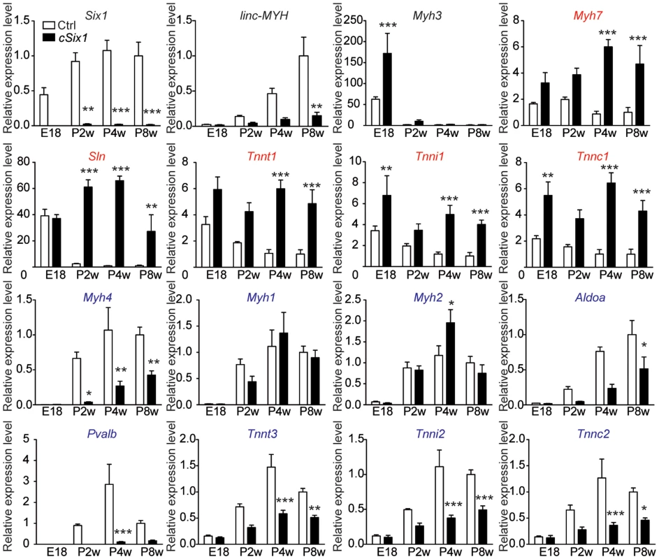 The expression of fast-type genes and <i>linc-MYH</i> is impaired in <i>cSix1 KO</i> mice during postnatal development.