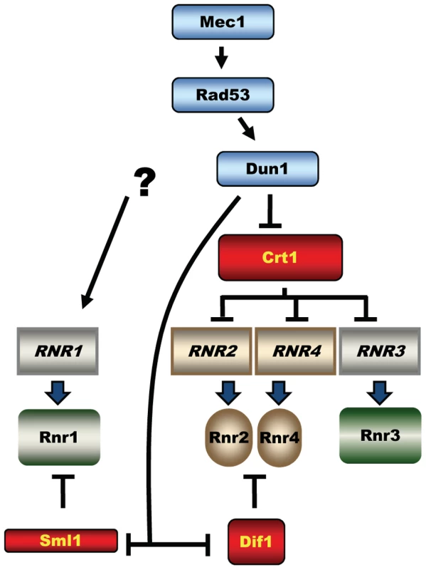Mec1-Rad53-Dun1–dependent regulation of <i>S. cerevisiae</i> ribonucleotide reductase.