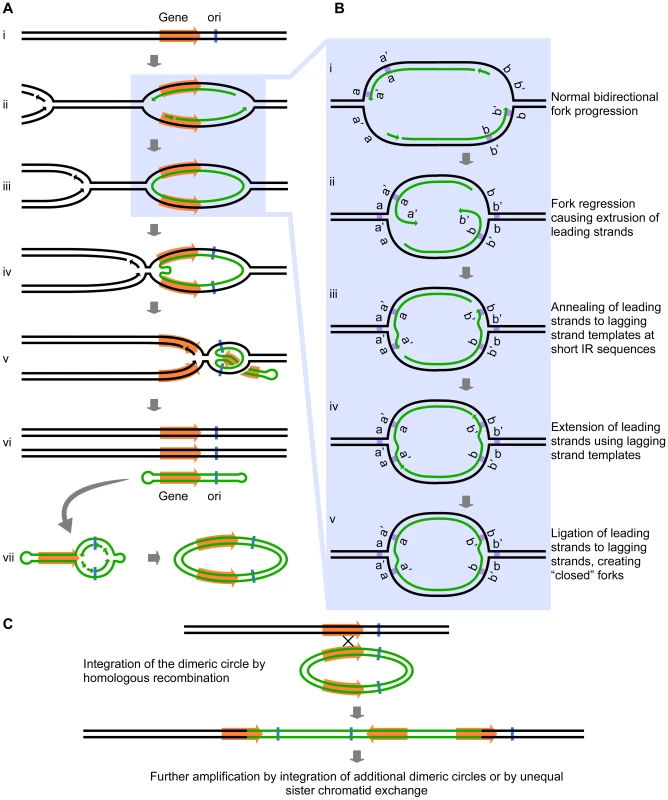 The Origin-Dependent Inverted-Repeat (ODIRA) model for Amplification of chromosomal segments.