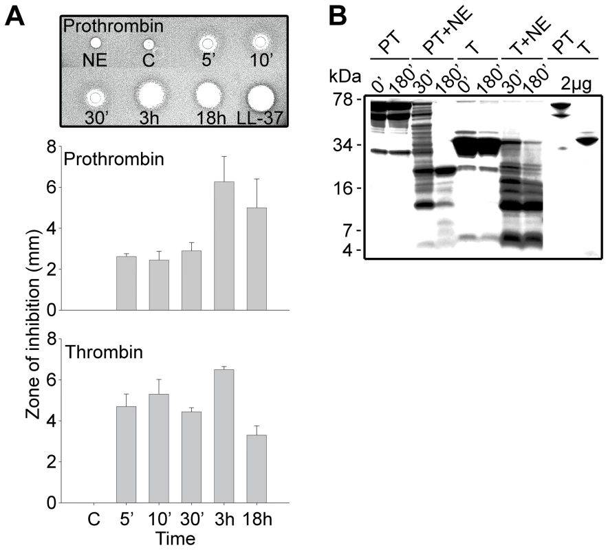 Generation of antimicrobial peptides by degradation of prothrombin and thrombin.