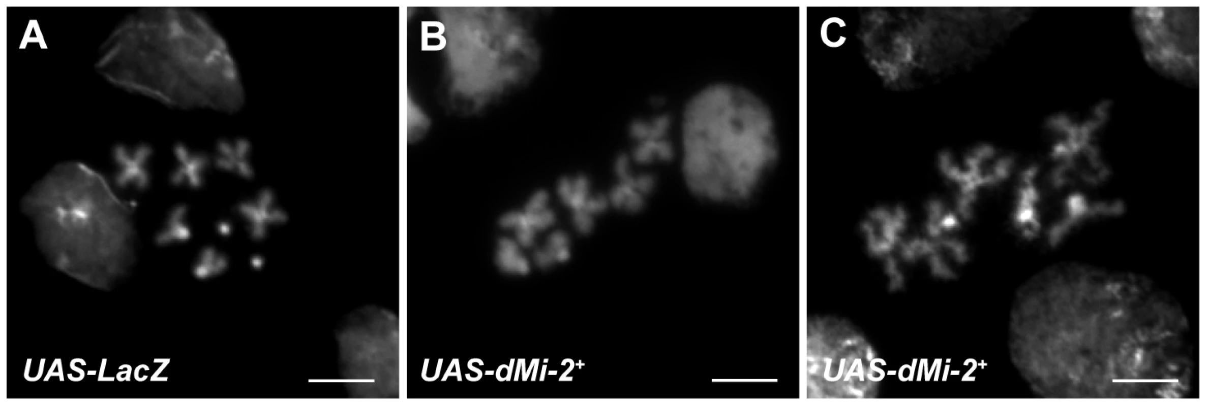 dMi-2 alters the structure of mitotic chromosomes.