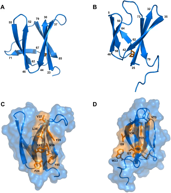 Solution structures of mature AVR-Pia and AVR1-CO39.