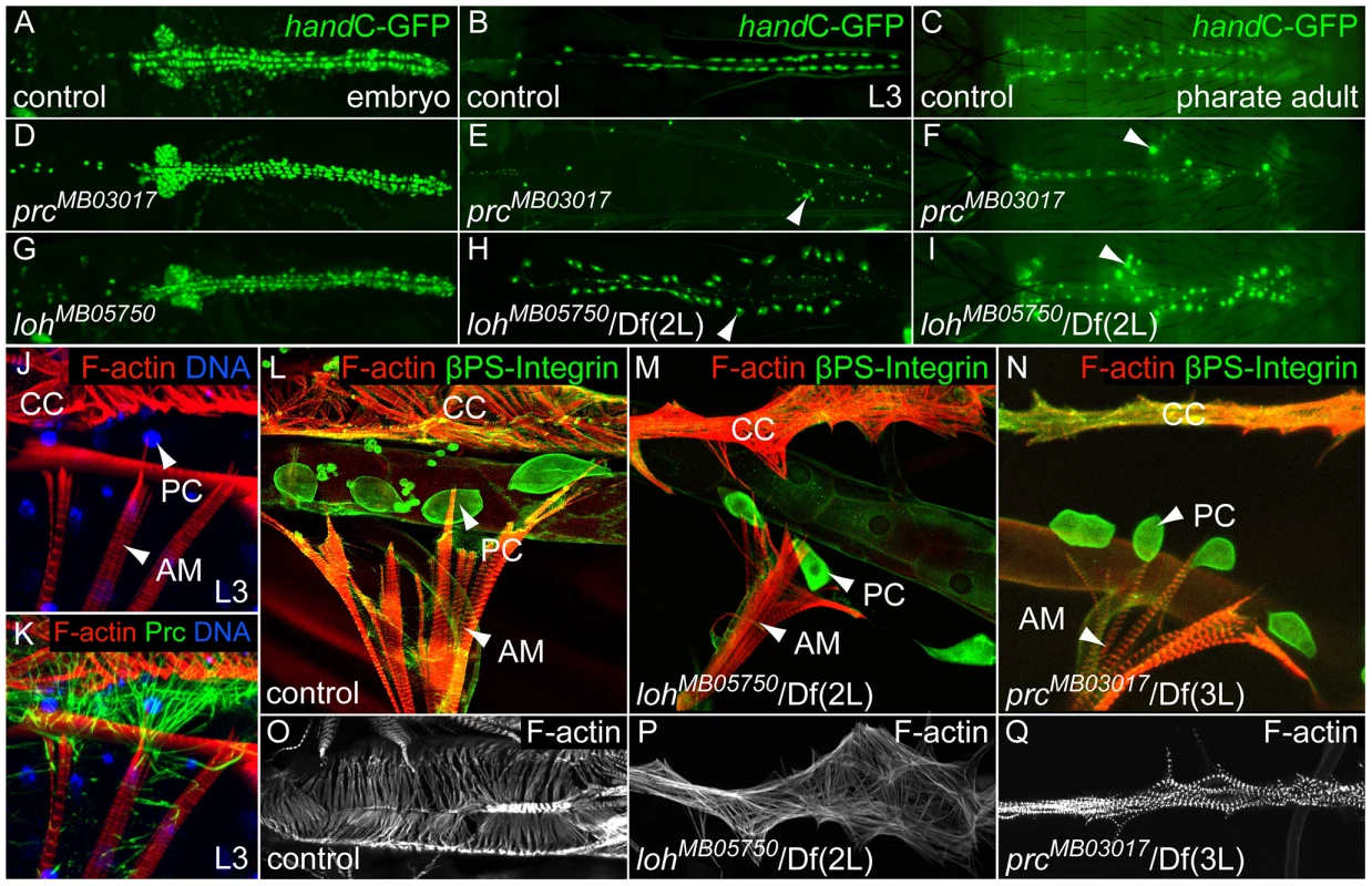 <i>loh</i> and <i>prc</i> are essential for cellular adhesion of cardiac cells.