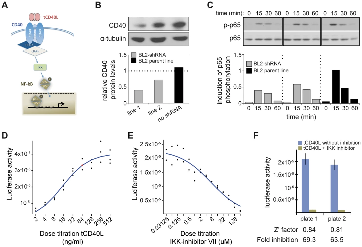 CD40 knockdown and CD40-luciferase assay in BL2 cells.