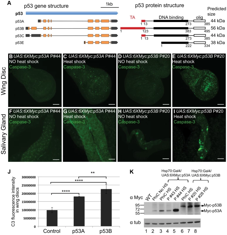 Over-expression of the p53B isoform, but not p53A, induces apoptosis in endocycling cells.