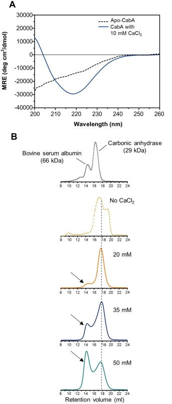 Calcium-induced conformational change and multimerization of CabA.