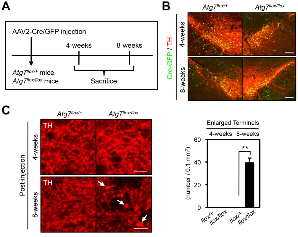 Atg7 regulates morphological plasticity of mature dopaminergic axon terminals.