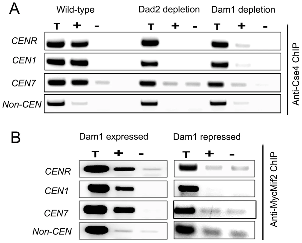The Dam1 complex maintains inner kinetochore assembly including integrity of centromeric chromatin.
