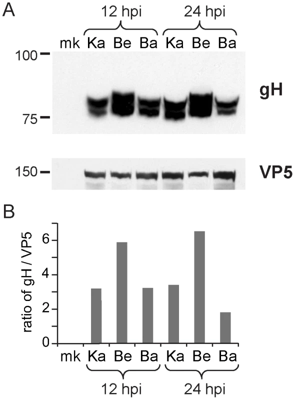 Inter-strain variation in protein levels of gH.