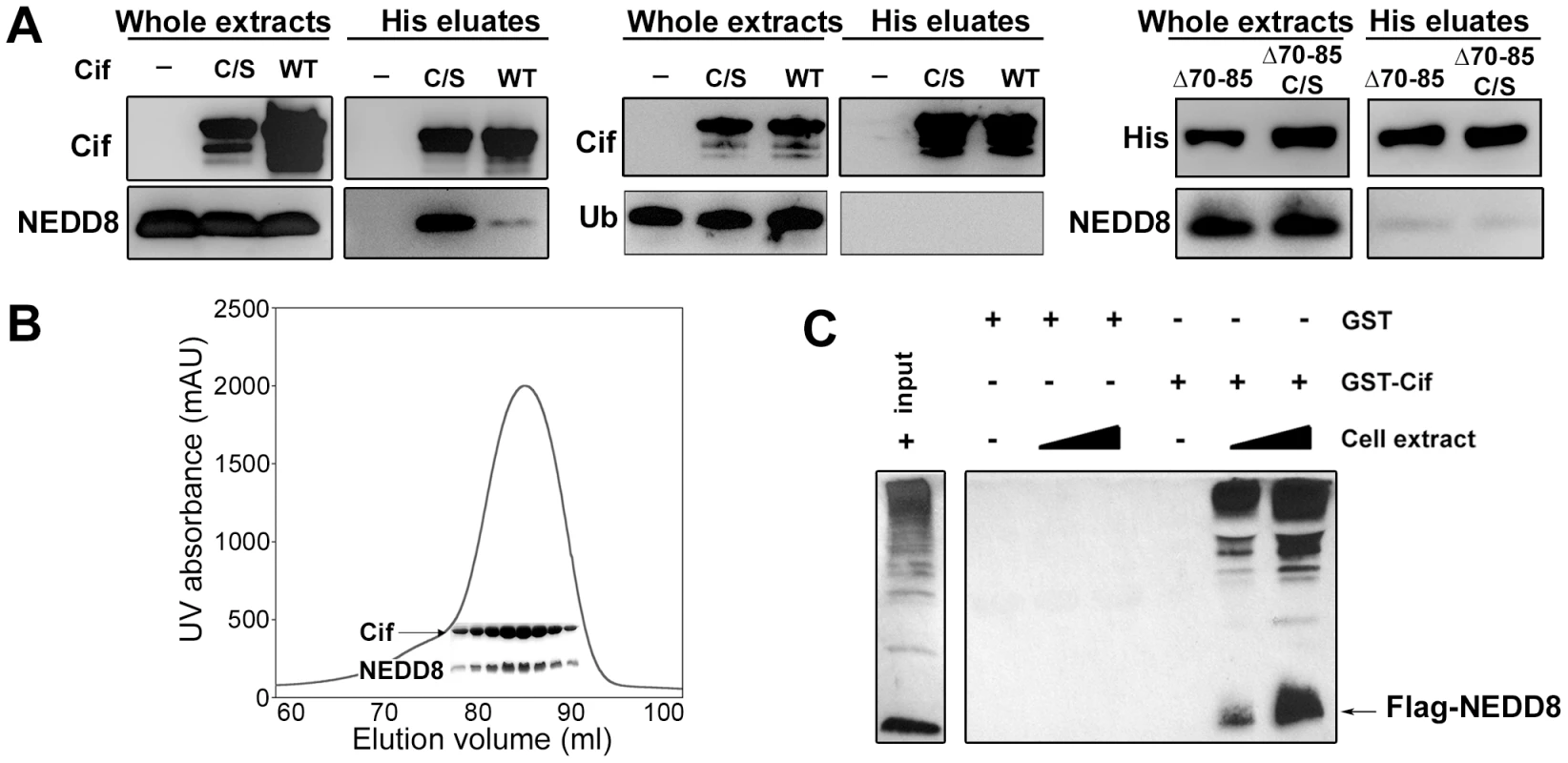 Cif interacts <i>in vitro</i> with the ubiquitin-like protein NEDD8.