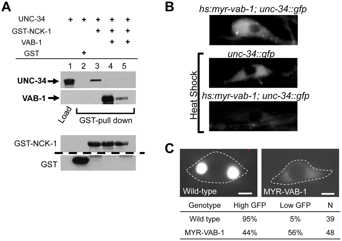 VAB-1 inhibits the UNC-34/NCK-1 complex and negatively regulates UNC-34 protein levels.