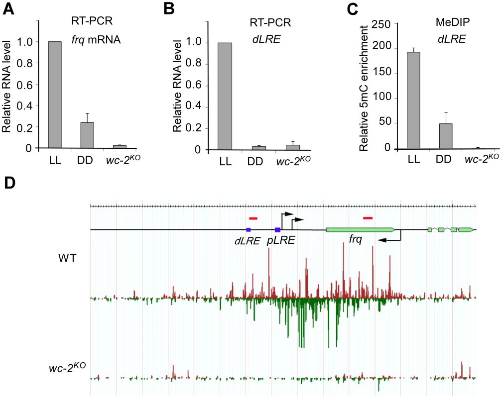 DNA methylation and disiRNA in <i>disi-47</i> locus requires transcription.