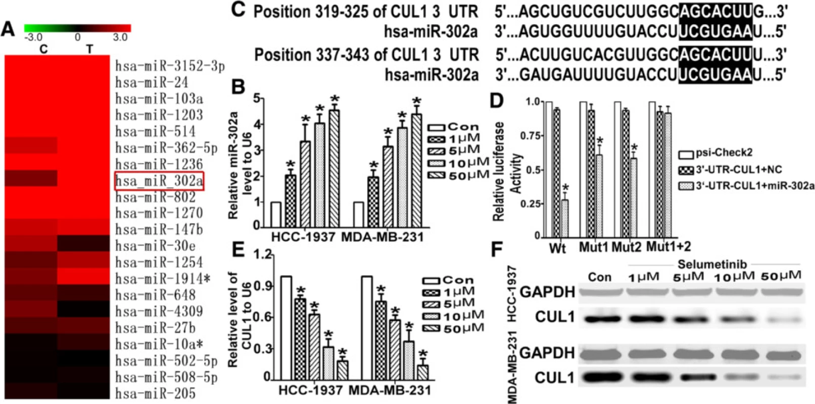 Selumetinib up-regulates miR-302a and down-regulated CUL1 in TNBC cells. a Microarray analysis was used to compare the expression profiles of 703 miRNAs in HCC-1937 cells that were untreated or treated with Selumetinib. MiR-302a, one of most markedly up-regulated miRs, is labeled with a red box. b As detected by qRT-PCR, the miR-302a levels were dramatically increased by approximately 2- to 5-fold in the dosedependent manner in Selumetinib groups compared with the untreated group. (For HCC1973 cells, the miR-302 levels are 2.03 ± 0.41, 3.33 ± 1.12, 4.03 ± 0.61 and 4.53 ± 0.41 respectively. For MDA-MB-231 cells, the miR-302 levels are 1.97 ± 0.47, 3.13 ± 0.67, 3.87 ± 0.47 and 4.41 ± 0.56 respectively.*P &lt; 0.01 compared with the untreated control group, which is 1.). c The selection criteria of the miRNA targets were based on their common detection in the target prediction online databases as well as the full complementarity between the seed region of miR-302a and the 3′UTR of CUL1. d HEK 293 cells were co-transfected with miR-302a-MIMIC, psi-Check2, WT-psi-Check2-CUL1 or MUT-psi-Check2-CUL1. The luciferase activity levels were measured 24 h after transfection. The results from at least three independent experiments are presented as the means ± SE. In this panel, the luciferase assay results show the regulation of CUL1 by miR-302a (For Wt group, after transfect the miR-302 the luciferase activity was only 0.27 ± 0.05. As for mutated the first seed sequence, the luciferase activity was 0.62 ± 0.07. As for mutated the second seed sequence, luciferase activity was 0.57 ± 0.04. *P &lt; 0.01 compared with the control group, which is 1.). e The CUL1 mRNA level was reduced with the exposed under Selumetinib in dose-dependent manner (For HCC1973 cells, the CUL1 levels are 0.81 ± 0.04, 0.63 ± 0.08, 0.43 ± 0.14 and 0.23 ± 0.07 respectively. For MDA-MB-231 cells, the CUL1 levels are 0.78 ± 0.07, 0.64 ± 0.11, 0.37 ± 0.07 and 0.24 ± 0.05 respectively.*P &lt; 0.01 compared with the untreated control group, which is 1.). f The change of CUL1 protein has showed a similar trend
