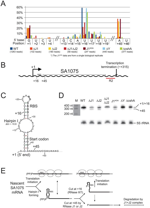 SA1075 mRNA inactivation by RNase J competes with translation initiation.