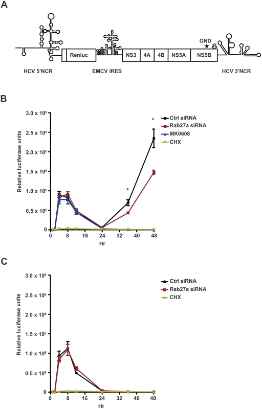 Effect of Rab27a depletion on HCV gene expression.