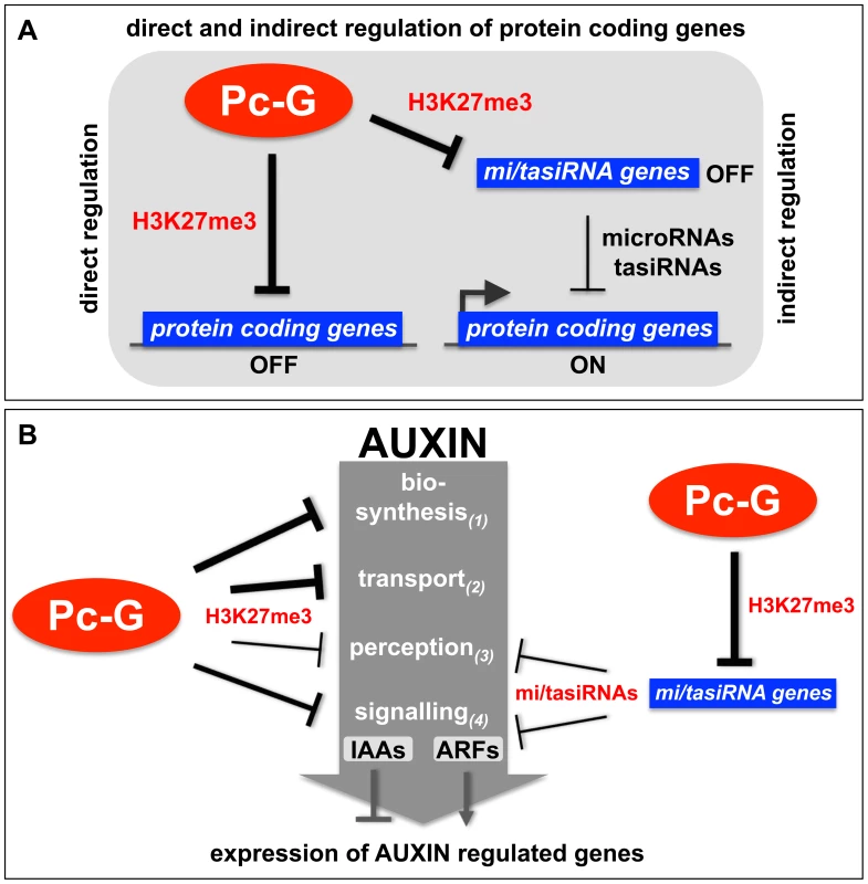 Models of the H3K27me3-mediated regulation of protein coding genes and auxin signaling.