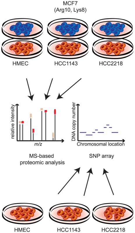 Measuring proteome and genome changes in cancer versus normal cells.