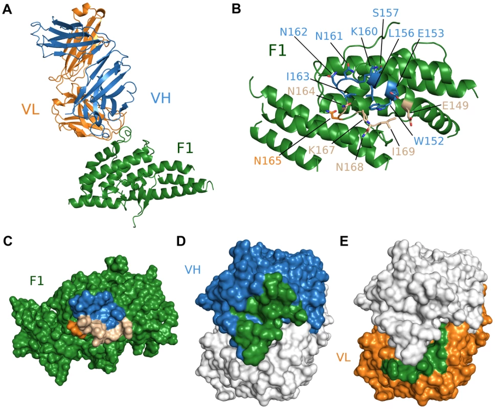 Crystal structure of F1/R218 Fab complex.