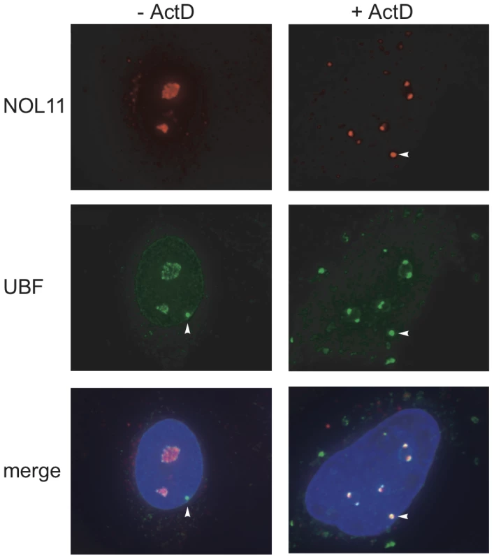 NOL11 localization is dependent on RNA polymerase I transcription.