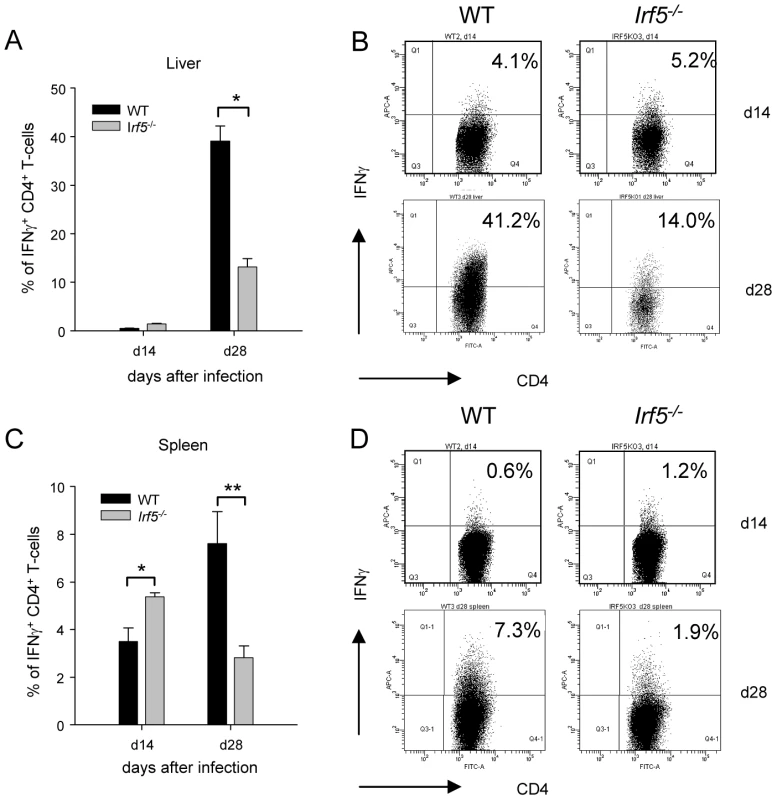 <i>Irf5</i><sup>-/-</sup> mice have a defective Th1 response.