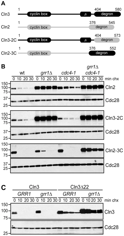 The C-terminal domains of G1 cyclins confer F-box protein specificity.