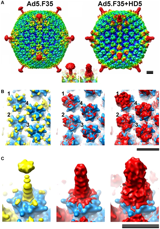 CryoEM structures of Ad5.F35 and Ad5.F35+HD5.