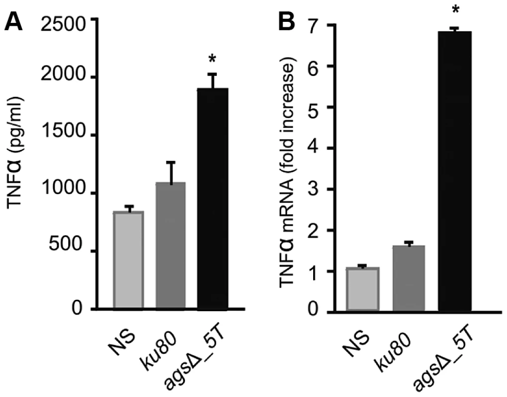 TNFα production or expression by macrophages (isolated from uninfected immunocompetent mice) upon interaction with resting conidia of parental (<i>ku80</i>) and <i>ags</i>Δ_<i>5T</i> strains or <i>ags</i>Δ_<i>5T</i> conidial NaCl extract (3.2 µg proteins) respectively.