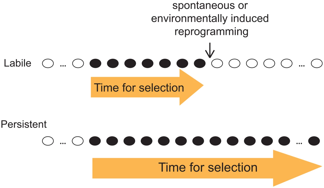 Distinct evolutionary implication of labile and persistent epi-polymorphisms.