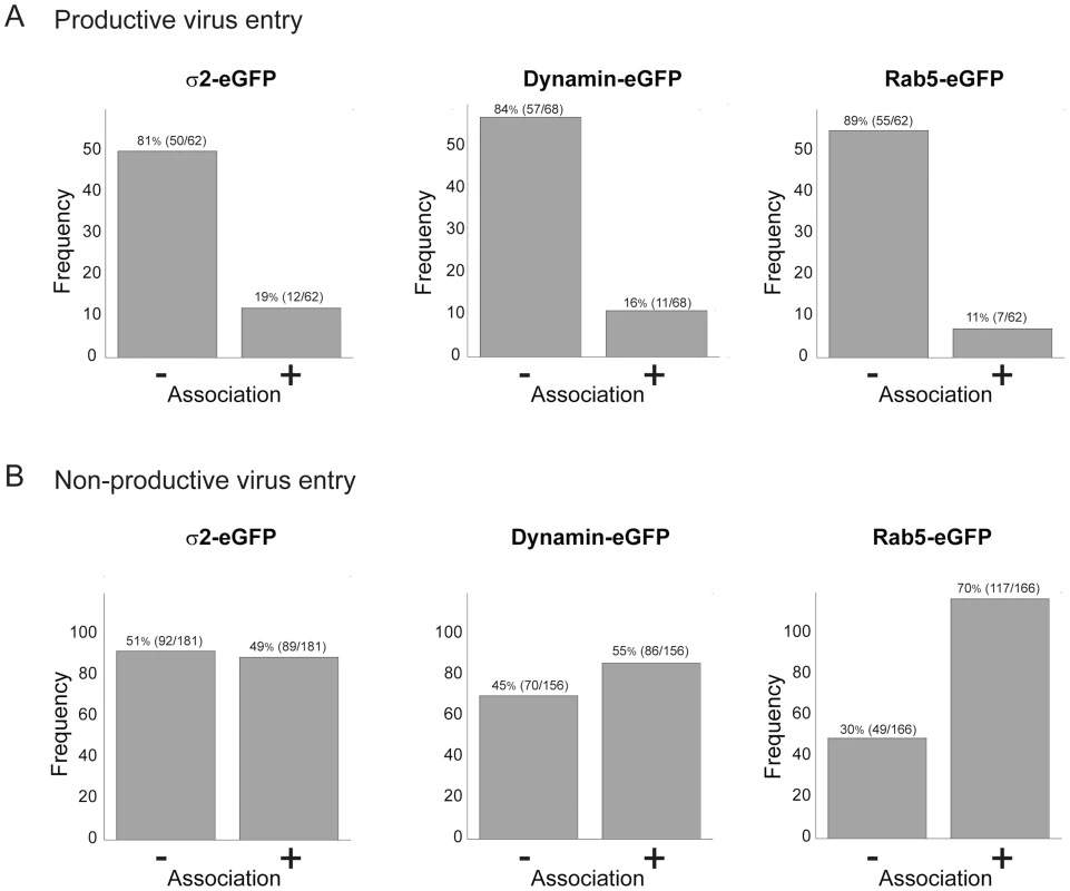 Association of productive (A) and non-productive (B) particles with AP-2 clathrin adaptor, dynamin, and Rab5.